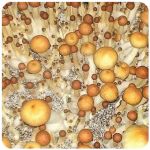 Псилоцибиновые (галлюциногенные)  грибы Psilocybin "Golden Teacher" в Воскресенске